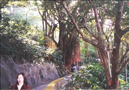 Hong Kong Peak, Lugard Road trees and path