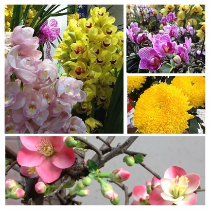 Some popular Chinese New Year flowers you can easily find in the Flea Market or Flower Market in Mongkok