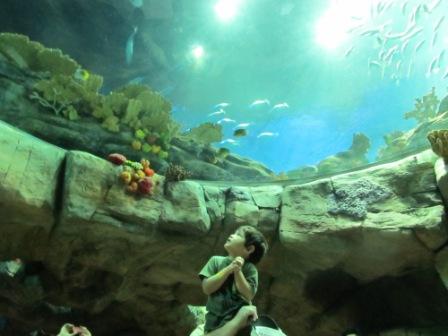The child is in awe to see all of these ocean creatures.  Can you imagine that expression on your child's face?