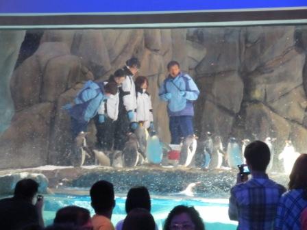 Close contact with the ocean animals...Yes, you can do it in one of the World's Best Theme Park, Ocean Park Hong Kong.  Those 2 people in blue are the trainers.  Those in white are visitors paid several thousand Hong Kong dollar to get this close to these animals.