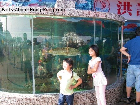 A huge fish tank at the entrance of a Sai Kung seafood restaurant.  Fish in the tank are all edible and very pricy.