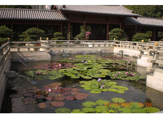 Pond of Water Lily in Chi Lin Nunnery