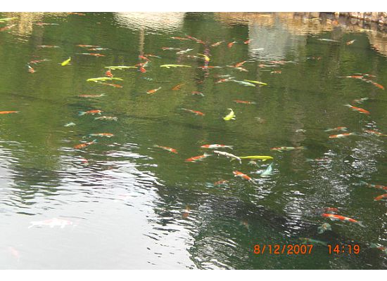 Look at all those beautiful Koi fish. There must be at least 100 of them in the "Blue Pond". They worth thousands of dollars.