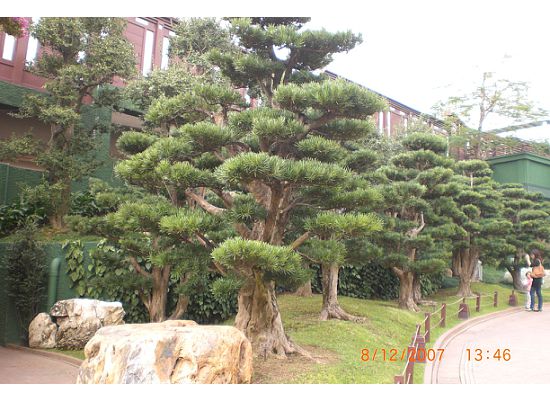 The landscaping along the way heading towards the first exhibition hall, the Chinese Timber Architectural Gallery