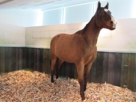 The specimen of Triple Crown winner, River Verdon