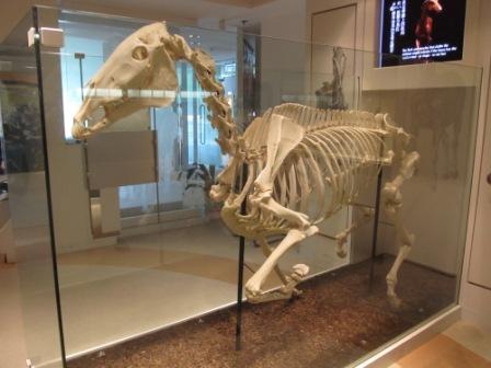 Skeleton of 3-time Hong Kong Champion Horse, Silver Lining