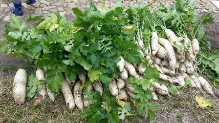 Chinese radishes making Chinese Radish Cake.  We call it the "White Carrot".  Some people think that cooking this ingredient in the house makes it stinky and smelly.  Some loves it.